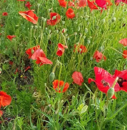 Lucian Mont-saint-michel *