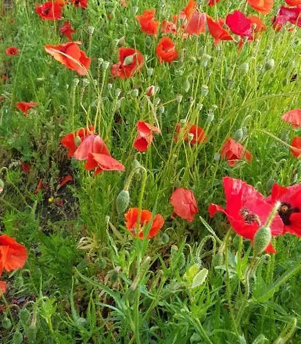 Lucian Mont-saint-michel *